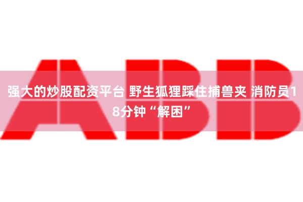 强大的炒股配资平台 野生狐狸踩住捕兽夹 消防员18分钟“解困”